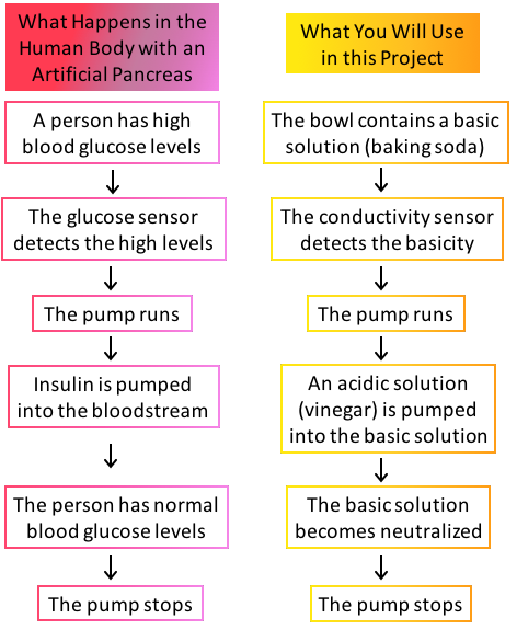 Two flowcharts describe the working process of an artificial pancreas in a human body and in a simplified experiment