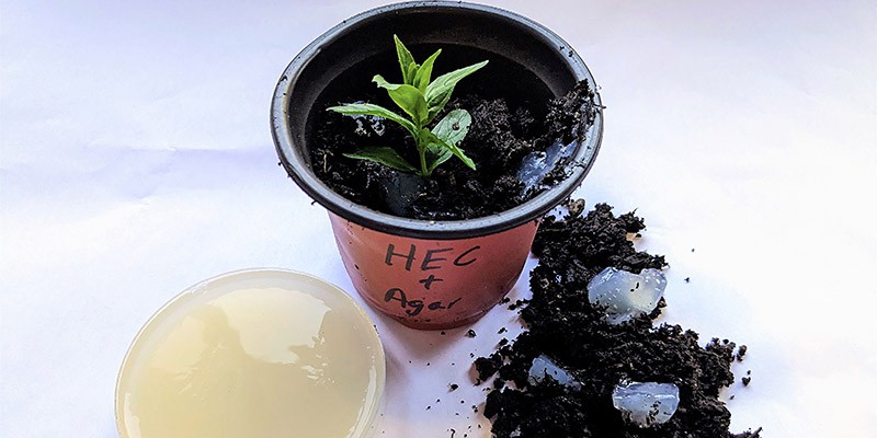 A small green plant in a pot of soil next to a petri dish containing a hydrogel and a pile of soil containing chunks of hydrogel.  