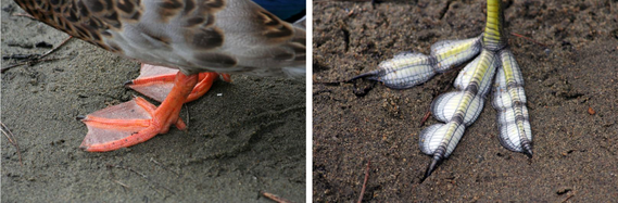Feet of two different kinds of birds - Bird feet can tell a lot about how and where a bird lives