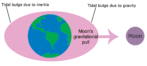 Diagram of the Earth and the tides bulging near the equator due to inertia and the Moon's gravitational pull