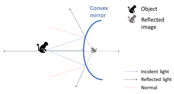 Drawing of a convex mirror reflecting the image of a monkey