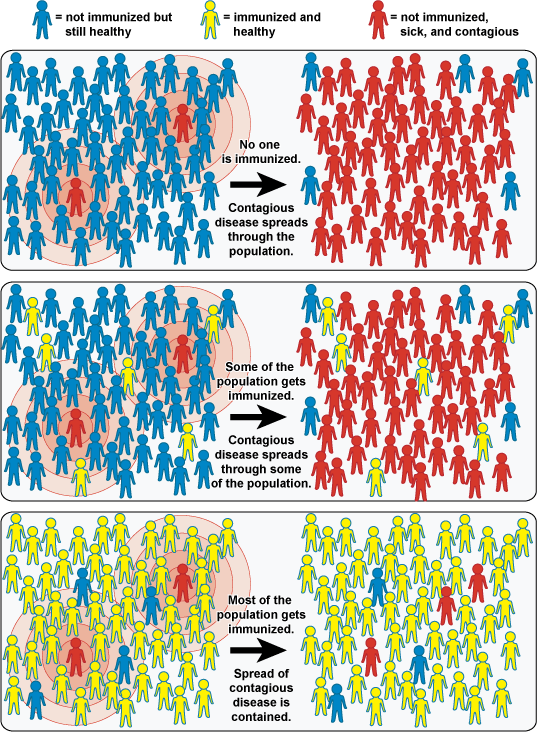 As more individuals are immunized, more of the population is protected and contagious diseases can be contained.