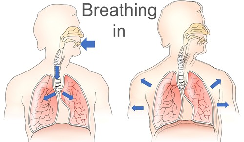 When we breathe in, air flows from the mouth or nose through the airways to the lungs causing the lungs to expand. 