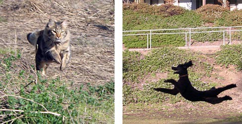 Photo of a cat jumping next to a photo of a dog jumping