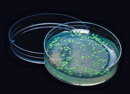 Bacteria in a petri dish glows green due to the green florescent protein