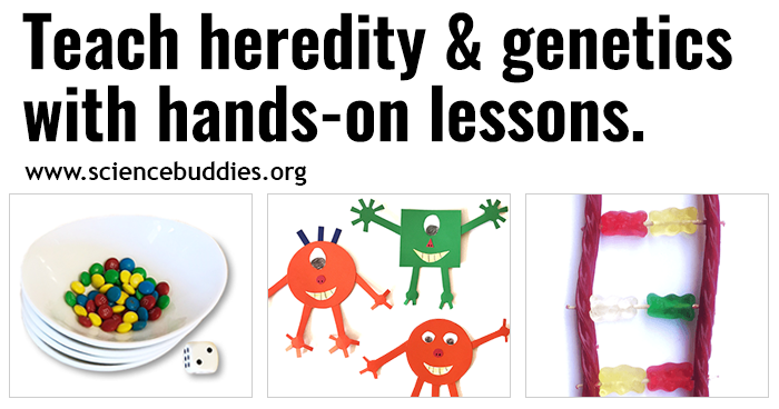 https://www.sciencebuddies.org/5OpqiZnUOpV6SFPPKeBNdv5NI-I=/700x368/-/https/www.sciencebuddies.org/cdn/Files/17235/4/2021-heredity-genetics-collection.png