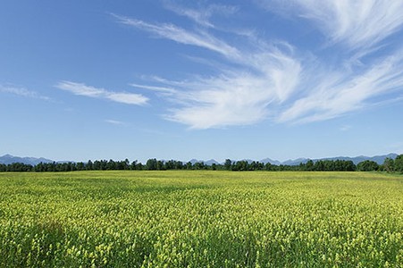 An open grass field