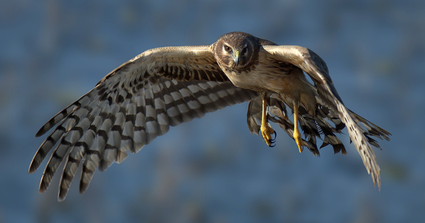 Raptor in flight