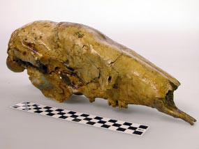 A large sloth skull fossil