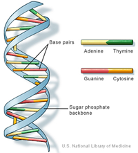 DNA structure double helix