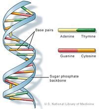 Dna double shop helix model