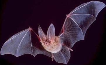 Big-eared-townsend-fledermaus bat with wings spread in mid-flight