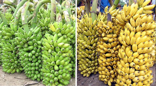 A photo of unripe bunches of green bananas next to a photo of ripened bunches of yellow bananas