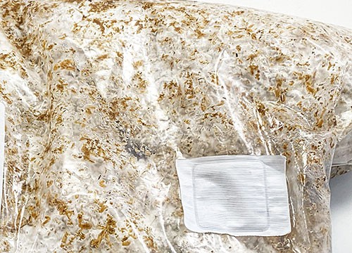 Bag with grown mushroom roots. You see the white of the mushroom roots and water drops from condensation.