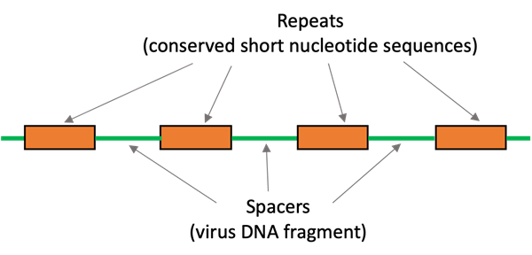  Schematic diagram of the CRISPR repeat-spacer array. Four orange boxes represent the repeats (conserved short nucleotide sequences) and the green lines between the orange boxes represent the spacers (virus DNA fragments). 