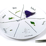 Plate divided into sections to put the parts of a flower being dissected