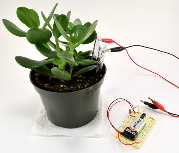 Homemade soil moisture probes are inserted into the soil of a potted plant