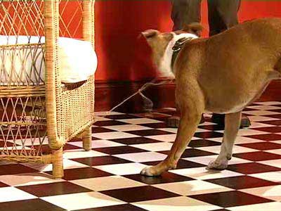 A dog pulls a string to retrieve a treat that is tied to the end of the string