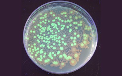 Fluorescing bacteria colonies growing on a petri dish. 