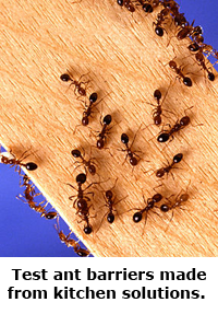 2014 Summer Science Guide: Ant Barrier Science Project