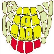 Diagram of cells in a plant root