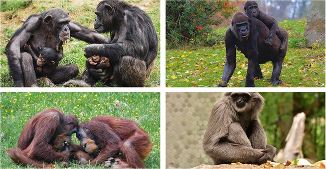 Four images of different primates. Top left image shows a family of chimpanzees. The top right image shows a mother gorilla with a baby gorilla on her back. The bottome left images shows two orangutans sitting next to each other. The bottom right images shows a silver gibbon sitting on a stone.