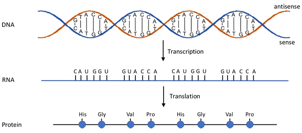 Diagram of DNA being transformed into RNA and transformed again into a protein