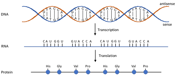 Schematic drawing showing the process of transcription and translation. The top image shows a DNA strand with a specific nucleotide sequence. The middle image shows a messenger RNA strand with a specific sequence. The bottom image shows a protein strand with a specific amino acid sequence.