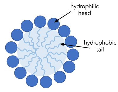  Schematic diagram of a circular micelle showing soap molecules that face their circular head to the outside and their tails to the inside. 