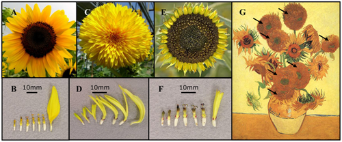 2012-sunflowers-journal.pgen.1002628-500px.png
