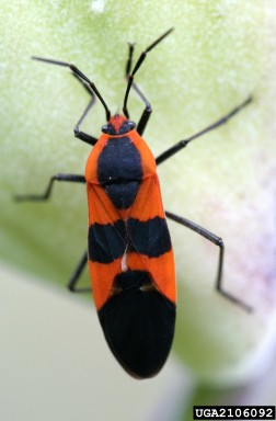 A picture of milkweed bug