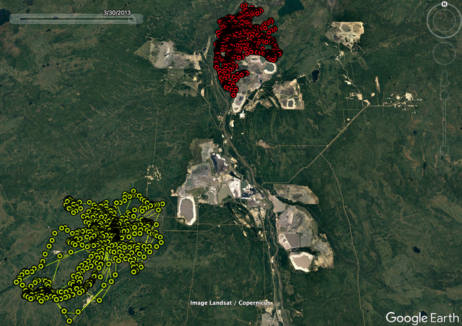 Satellite image of Alberta in the United States with markers placed along the movement track of two wolves