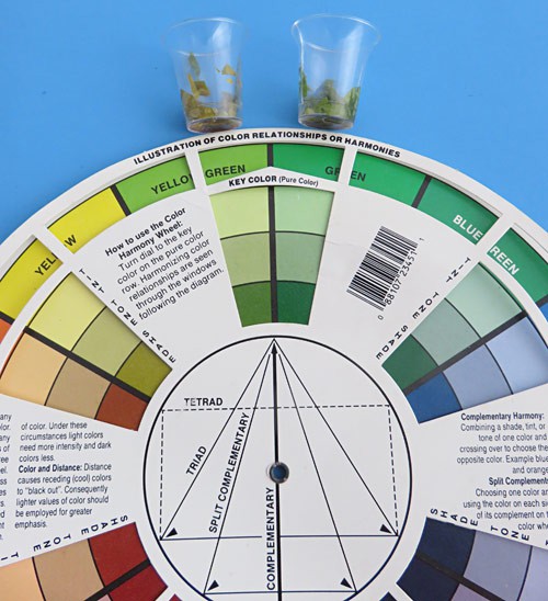 Two plastic cups containing green paste sit above a color wheel