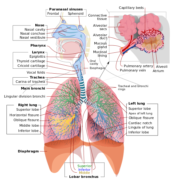 visual representation of the respiratory system with all its parts labeled. The main parts are: Paranasal sinuses, nose, larynx, trachea, right and left lung, the lobar bronchus and the diaphragm.