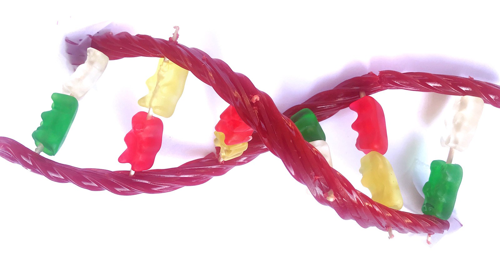 Candy DNA model twisted to form double helix