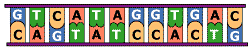 Diagram of a DNA sequence with twelve base pairs