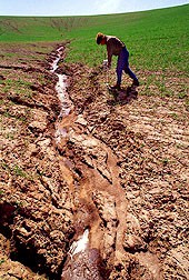 Photo of a trench in a field created by water washing away soil