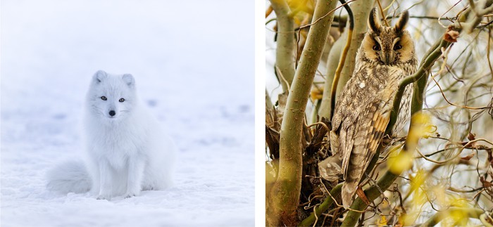 Examples of artic fox and long-eared owl animals concealing coloration
