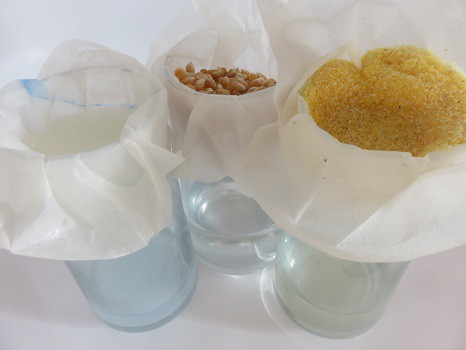 Rice flour, popcorn kernels, and corn meal in three separate coffee filters over glass cups.