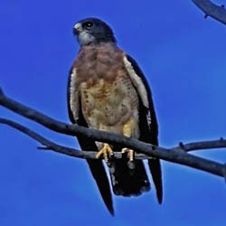 A Swainson's hawk resting on a tree branch