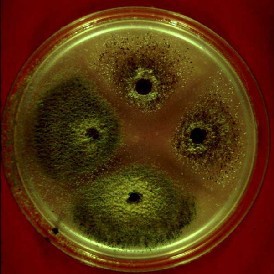 A visible colony of the fungi Aspergillus in an agar plate