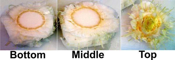 A cabbage stem is cut width-wise into 3 pieces of equal diameter and labeled bottom, middle and top