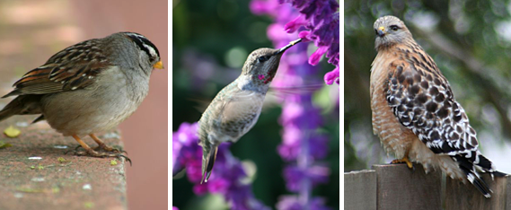 Three neighborhood birds, sparrow, hummingbird, and hawk