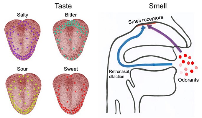 Two diagrams show four types of taste receptors on the tongue and smell receptors located behind the bridge of the nose
