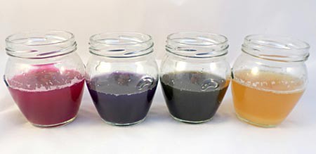 Four glass jars filled with different concentrations of cabbage juice solutions