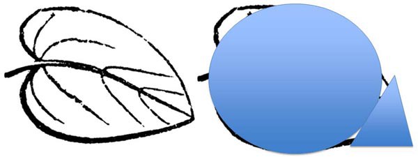 An oval and triangle overlay a drawing of a leaf