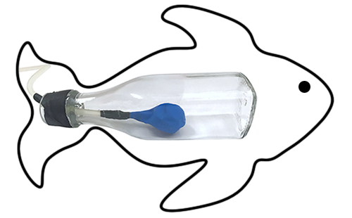 Outline of a fish is drawn around a glass bottle that has a rubber tube and balloon inserted through the cap