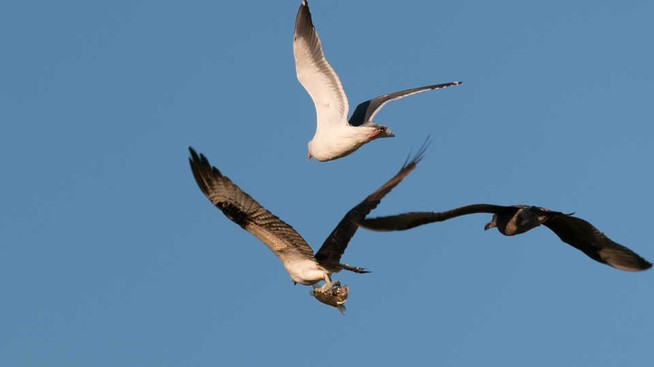 Osprey with fish pursued by gulls