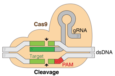  Schematic diagram of the CRISPR-Cas9 complex, showing the Cas9 protein, the single-guide RNA, and the cleaved target DNA.
 