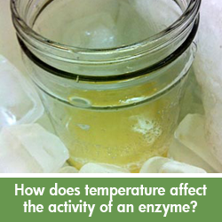 Affect of temperature on enzyme activity science project